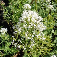 Centranthus ruber 'Albus'